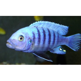 Psudotropheus Zebra azul 4-5 cm.