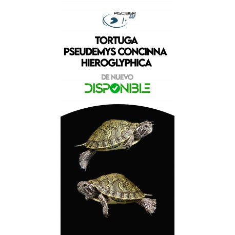 Pseudemys concinna-Tortuga Jeroglífico