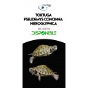 Tortugas de Agua Pseudemys concinna