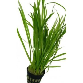 VALLISNERIA GIGANTEA -en maceta -