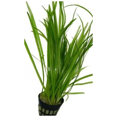 VALLISNERIA GIGANTEA -en maceta -