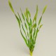 VALLISNERIA SPIRALLIS -en maceta-