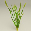 VALLISNERIA SPIRALLIS -en maceta -