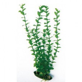 ROTALA S. 12 cm.