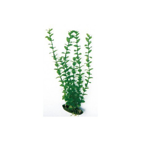 ROTALA S. 12 cm.