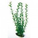 ROTALA L. 27 cm.