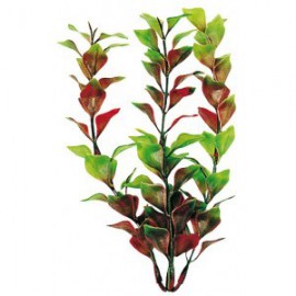 LUDWIGIA S. 13-15 cm.