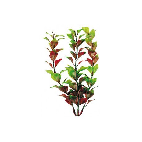 LUDWIGIA S. 13-15 cm.