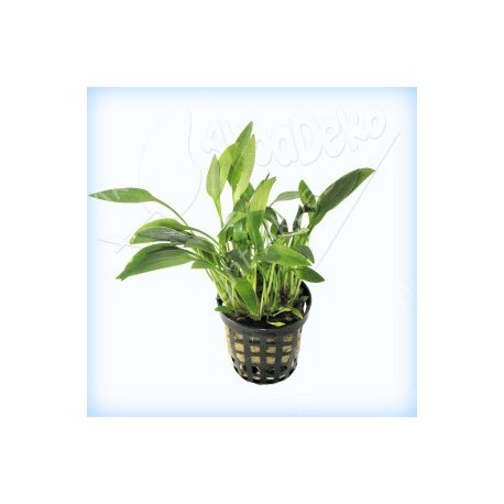 CRYPTOCORYNE WILLISI - en maceta -