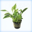 CRYPTOCORYNE WILLISI - en maceta -