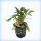 CRYPTOCORYNE WENDTII - en maceta -