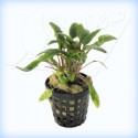 CRYPTOCORYNE WENDTII - en maceta -