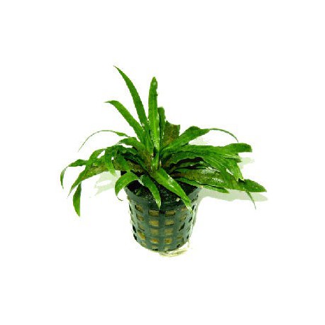 CRYPTOCORYNE PARVA - en maceta -