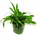 CRYPTOCORYNE PARVA - en maceta -